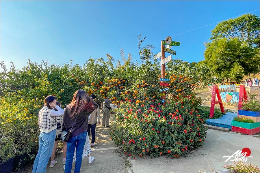 苗栗頭屋》橙香森林景觀餐廳～橘子隧道異國風，迷人夕陽夢幻打卡點，喜歡拍美照必來！