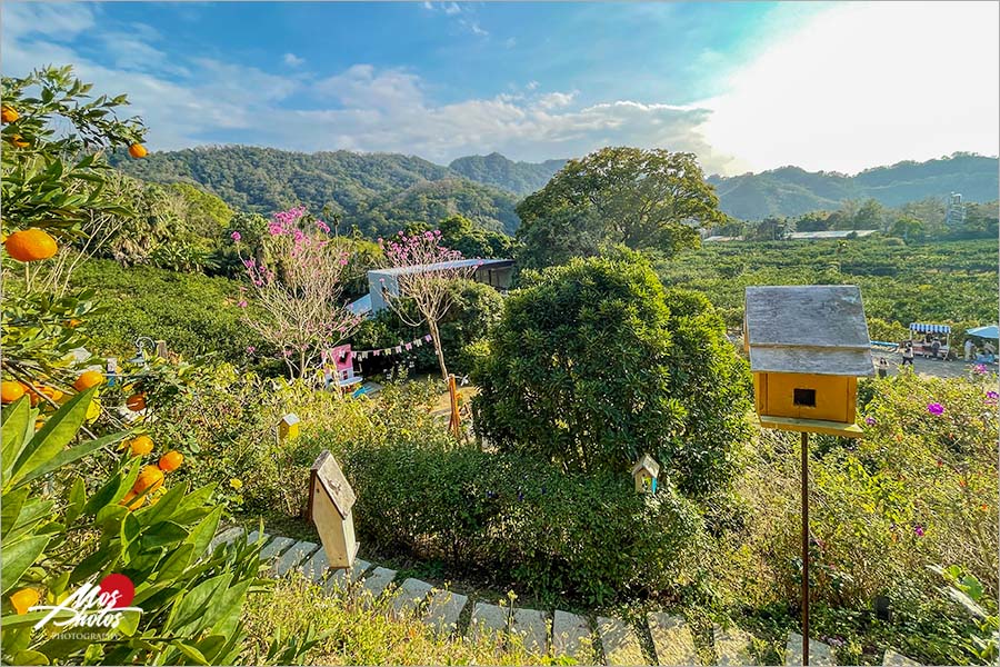 苗栗頭屋》橙香森林景觀餐廳～橘子隧道異國風，迷人夕陽夢幻打卡點，喜歡拍美照必來！