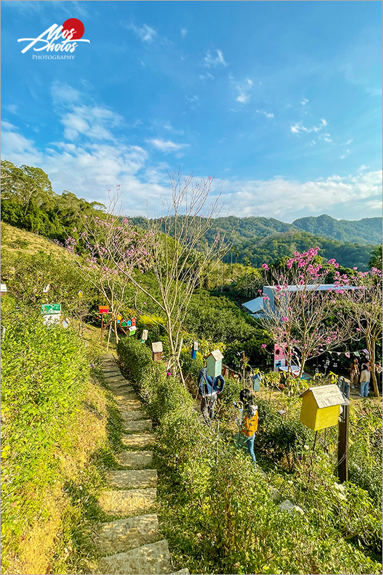 苗栗頭屋》橙香森林景觀餐廳～橘子隧道異國風，迷人夕陽夢幻打卡點，喜歡拍美照必來！