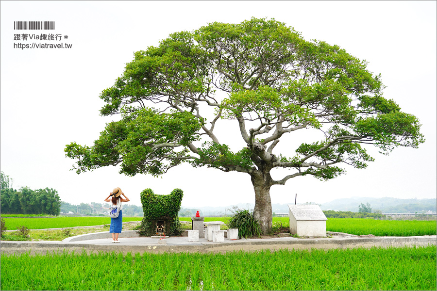 苗栗銅鑼》銅鑼龍貓土地公～超療癒的綠色龍貓小屋，200年歷史的田心伯公等你來打卡！