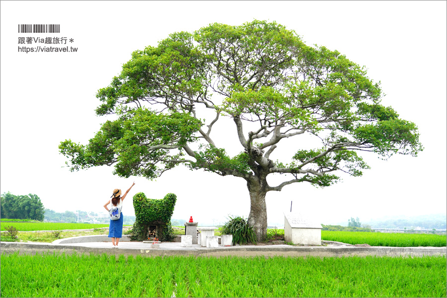 苗栗銅鑼》銅鑼龍貓土地公～超療癒的綠色龍貓小屋，200年歷史的田心伯公等你來打卡！