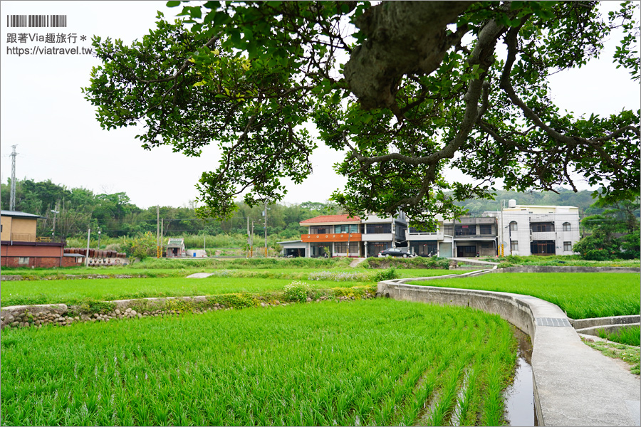 苗栗銅鑼》銅鑼龍貓土地公～超療癒的綠色龍貓小屋，200年歷史的田心伯公等你來打卡！