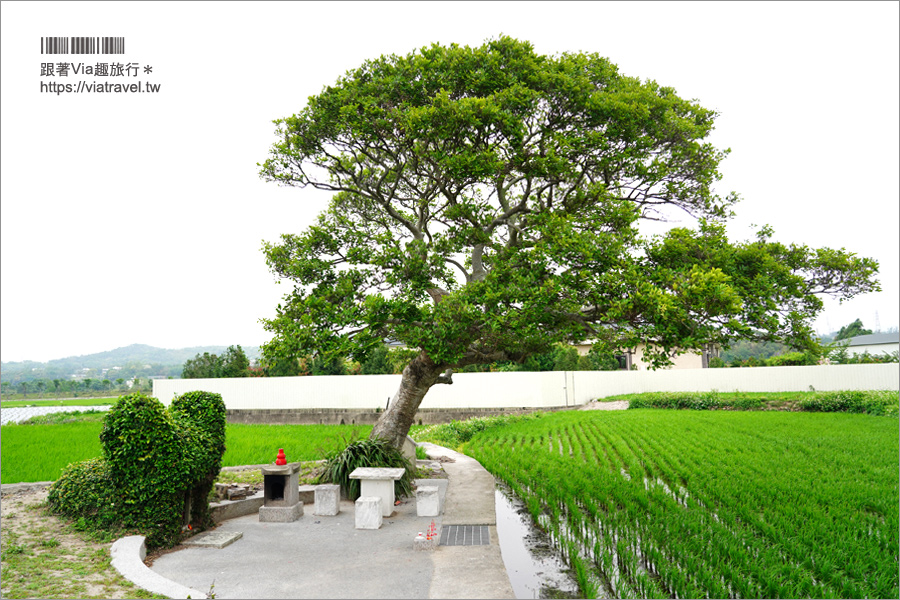 苗栗銅鑼》銅鑼龍貓土地公～超療癒的綠色龍貓小屋，200年歷史的田心伯公等你來打卡！