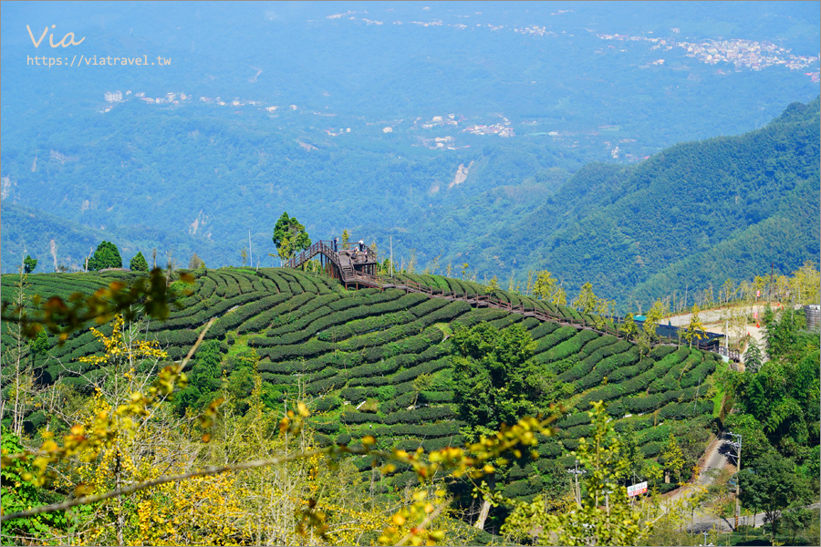 南投溪頭景點》大崙山銀杏森林～初見黃金森林，銀杏步道及壯麗茶園景致一次盡收！