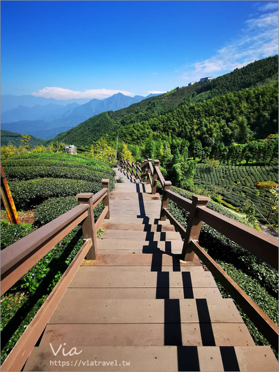 南投鹿谷景點》松安景觀廣場～山林中的私房小秘境！夢幻茶園步道及賞景平台一次收集！