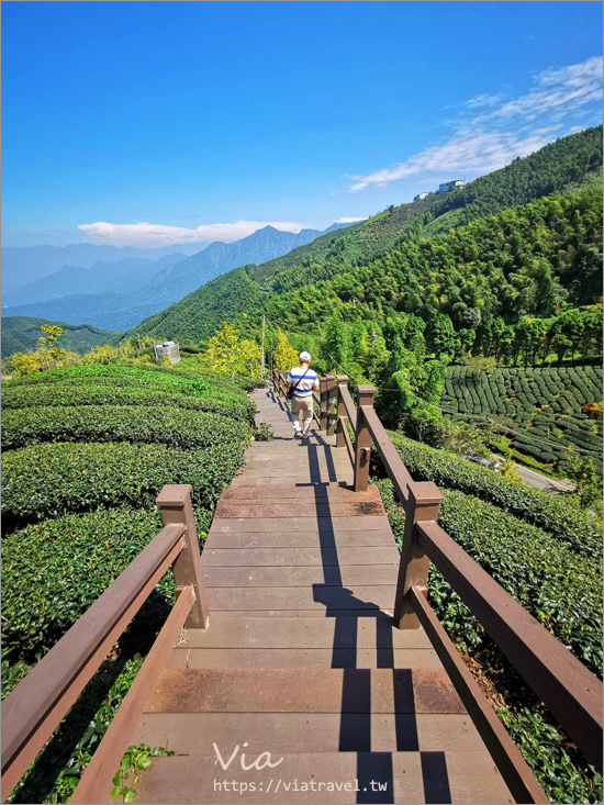 南投鹿谷景點》松安景觀廣場～山林中的私房小秘境！夢幻茶園步道及賞景平台一次收集！