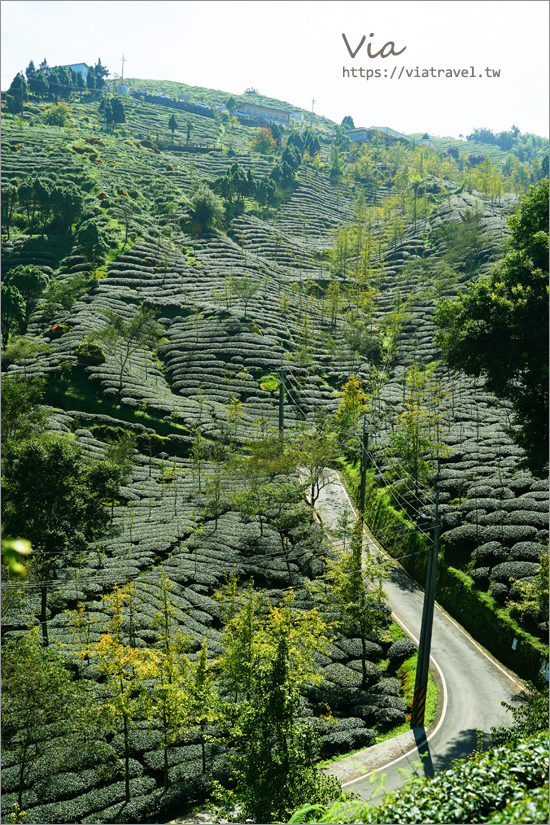 南投鹿谷景點》松安景觀廣場～山林中的私房小秘境！夢幻茶園步道及賞景平台一次收集！