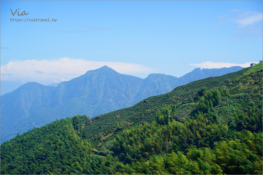 南投鹿谷景點》松安景觀廣場～山林中的私房小秘境！夢幻茶園步道及賞景平台一次收集！