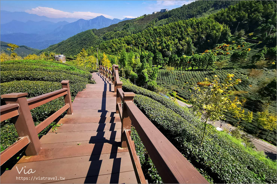 南投鹿谷景點》松安景觀廣場～山林中的私房小秘境！夢幻茶園步道及賞景平台一次收集！