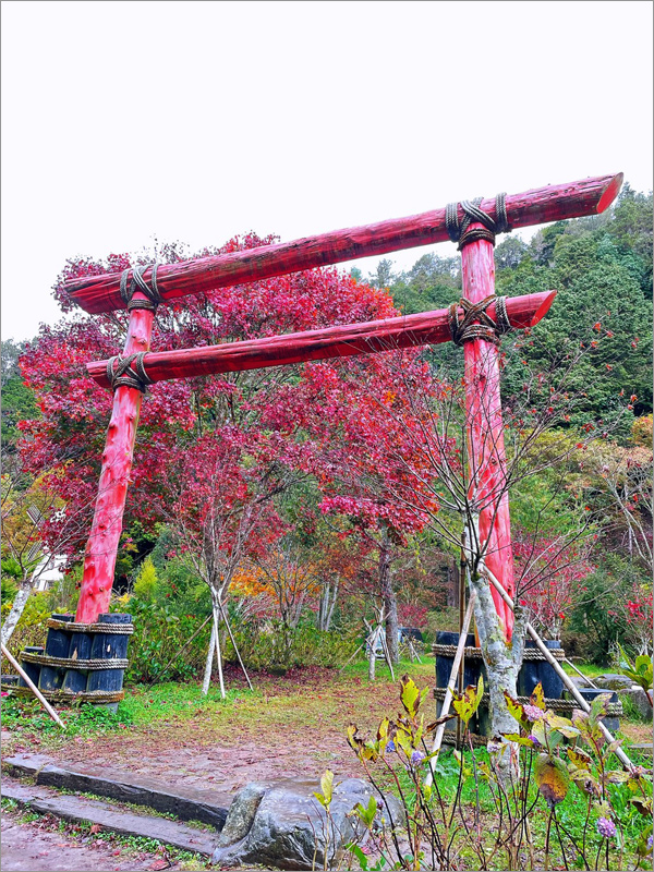 杉林溪水杉林》杉林溪森林生態渡假園區～走！秋冬限定版美景黃金水杉林登場！