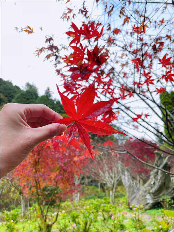 杉林溪水杉林》杉林溪森林生態渡假園區～走！秋冬限定版美景黃金水杉林登場！