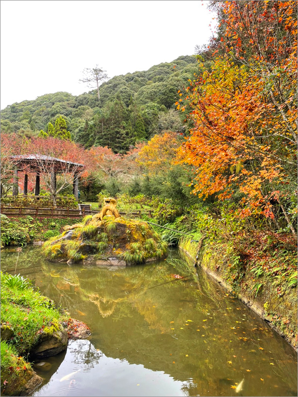 杉林溪水杉林》杉林溪森林生態渡假園區～走！秋冬限定版美景黃金水杉林登場！