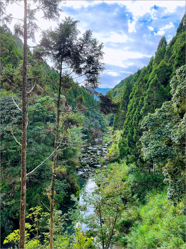 杉林溪水杉林》杉林溪森林生態渡假園區～走！秋冬限定版美景黃金水杉林登場！