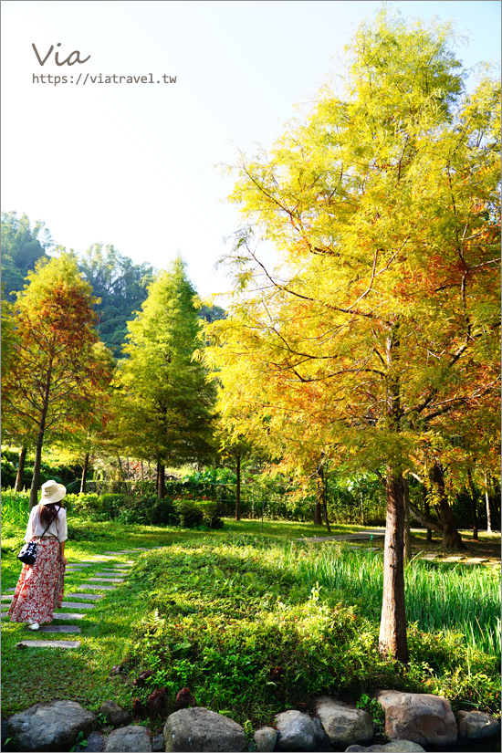 台中落羽松》太平苗圃落羽松～好美！宛若出國風情，池畔落羽松倒影美景這裡拍！