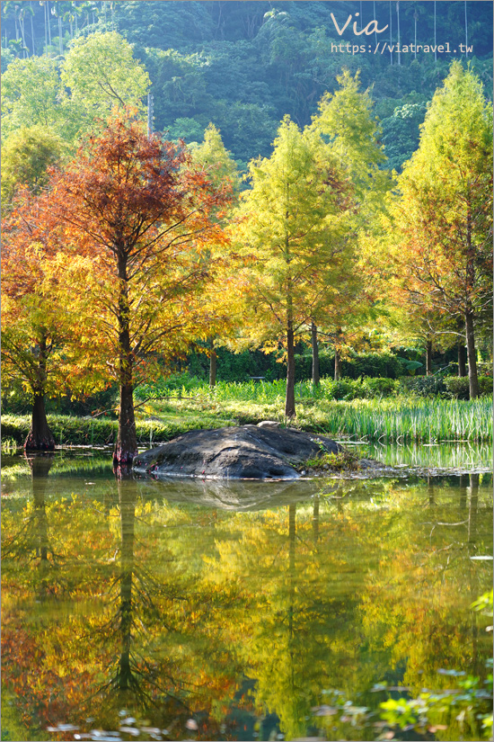 台中落羽松》太平苗圃落羽松～好美！宛若出國風情，池畔落羽松倒影美景這裡拍！