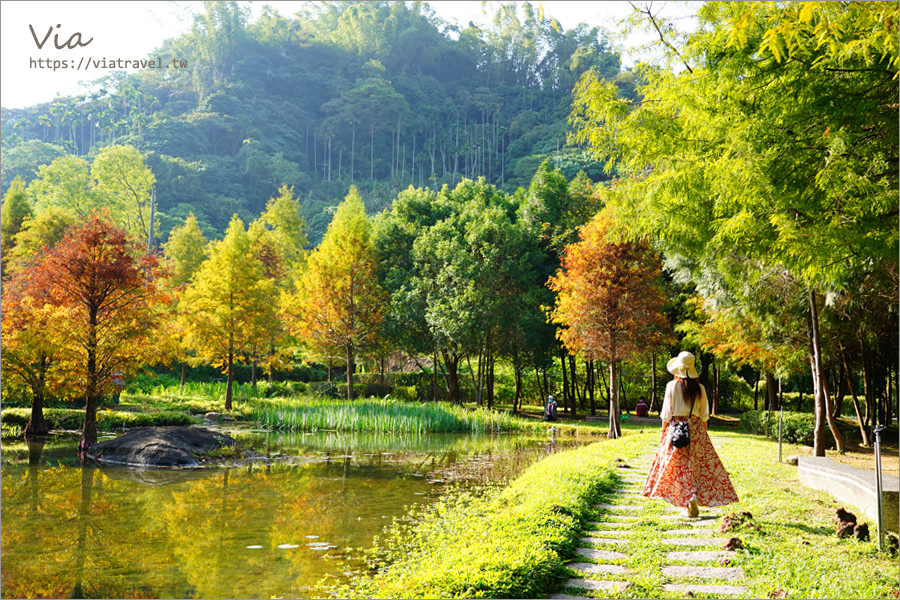 台中落羽松》太平苗圃落羽松～好美！宛若出國風情，池畔落羽松倒影美景這裡拍！