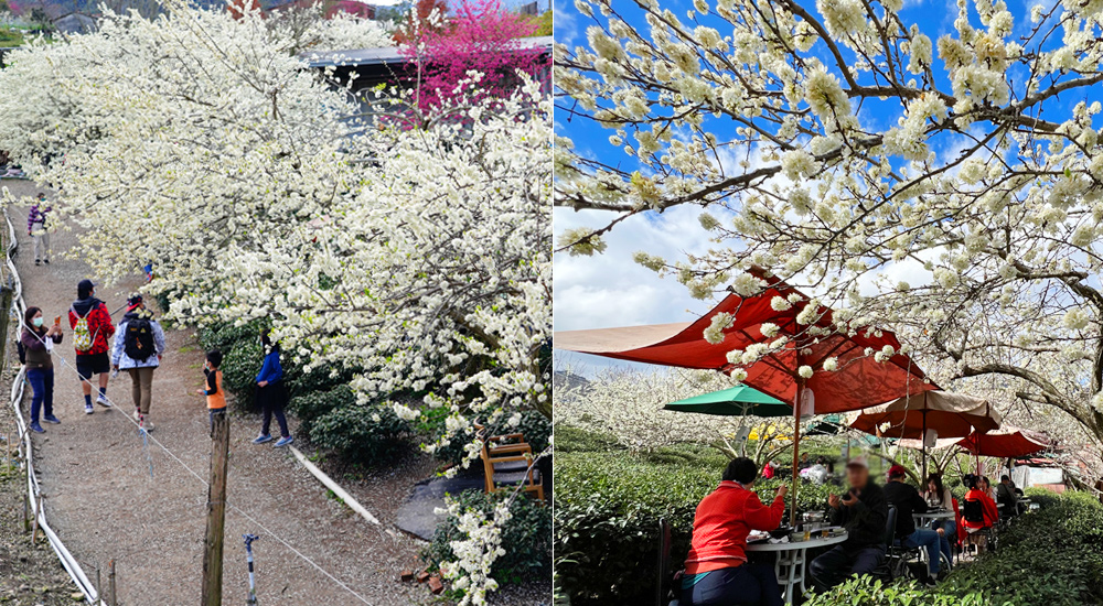 草坪頭李花景點》冠鈺園茶園小火鍋～期間限定！超浪漫～在一片雪白的李花樹下享用小火鍋！