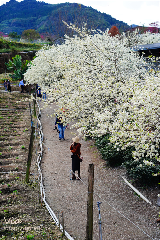 草坪頭李花景點》冠鈺園茶園小火鍋～期間限定！超浪漫～在一片雪白的李花樹下享用小火鍋！