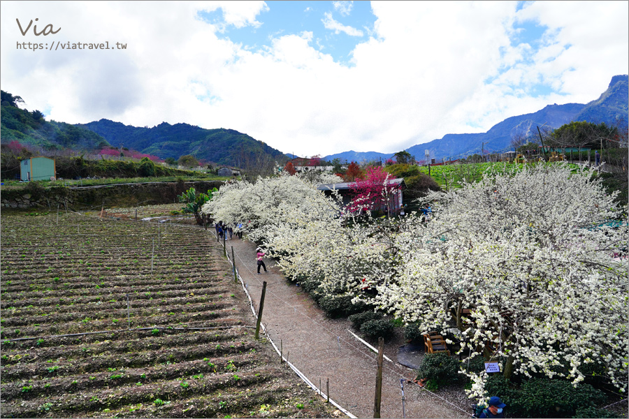 草坪頭李花景點》冠鈺園茶園小火鍋～期間限定！超浪漫～在一片雪白的李花樹下享用小火鍋！