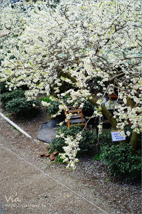 草坪頭李花景點》冠鈺園茶園小火鍋～期間限定！超浪漫～在一片雪白的李花樹下享用小火鍋！