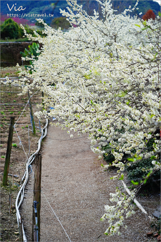 草坪頭李花景點》冠鈺園茶園小火鍋～期間限定！超浪漫～在一片雪白的李花樹下享用小火鍋！