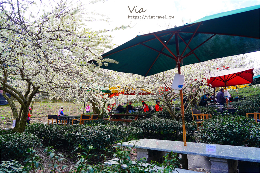 草坪頭李花景點》冠鈺園茶園小火鍋～期間限定！超浪漫～在一片雪白的李花樹下享用小火鍋！