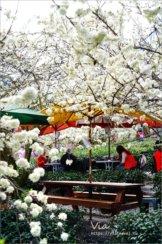 草坪頭李花景點》冠鈺園茶園小火鍋～期間限定！超浪漫～在一片雪白的李花樹下享用小火鍋！