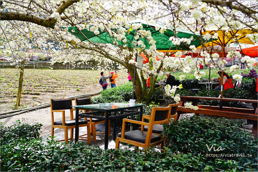 草坪頭李花景點》冠鈺園茶園小火鍋～期間限定！超浪漫～在一片雪白的李花樹下享用小火鍋！