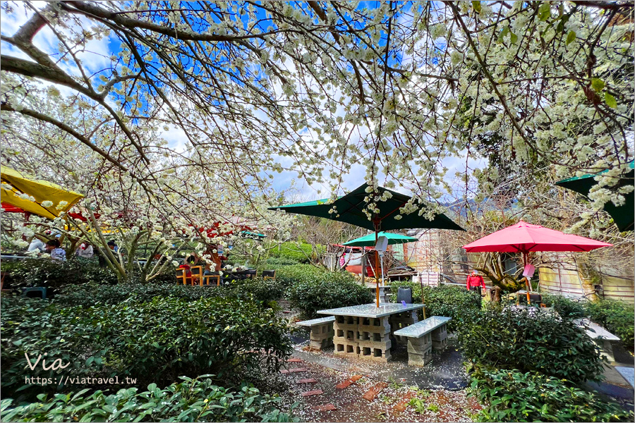 草坪頭李花景點》冠鈺園茶園小火鍋～期間限定！超浪漫～在一片雪白的李花樹下享用小火鍋！