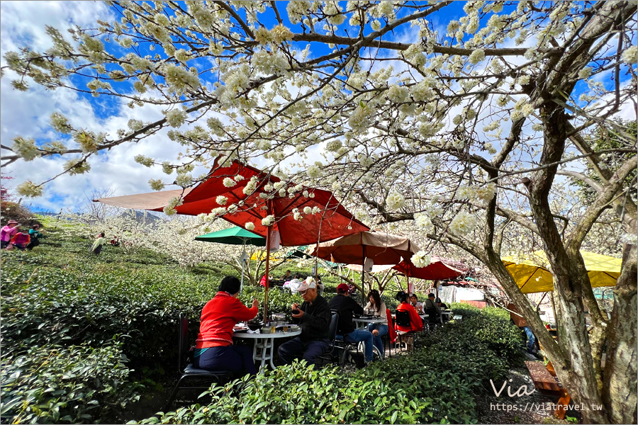 草坪頭李花景點》冠鈺園茶園小火鍋～期間限定！超浪漫～在一片雪白的李花樹下享用小火鍋！