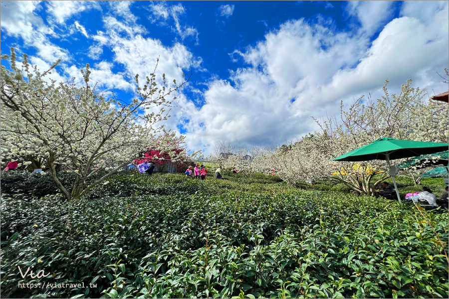 草坪頭李花景點》冠鈺園茶園小火鍋～期間限定！超浪漫～在一片雪白的李花樹下享用小火鍋！