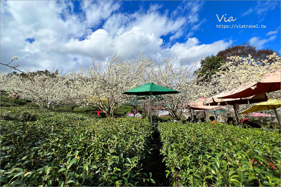 草坪頭李花景點》冠鈺園茶園小火鍋～期間限定！超浪漫～在一片雪白的李花樹下享用小火鍋！