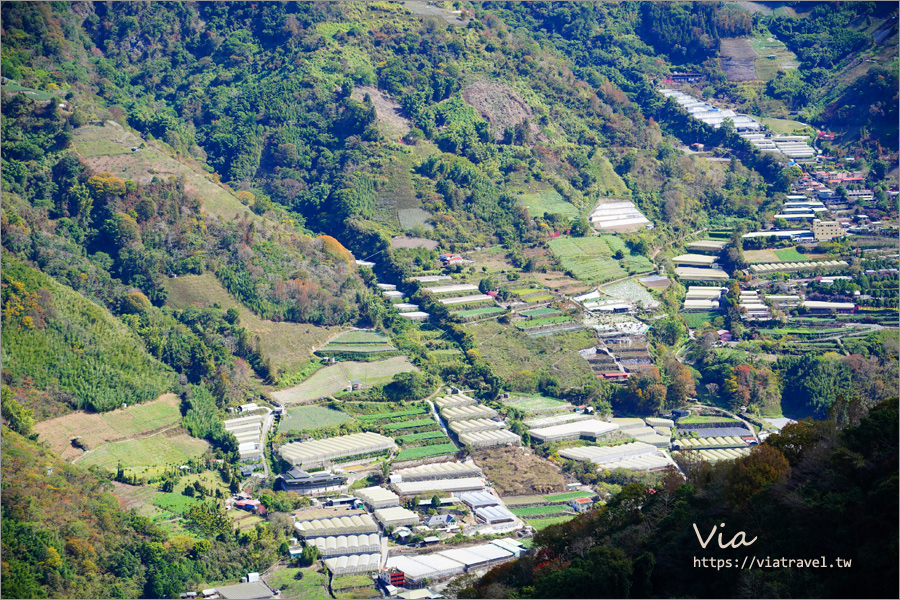 南投櫻花景點》望高茶園景觀餐廳～私房賞櫻秘境，粉色櫻花隧道＋櫻花地毯一次滿足！