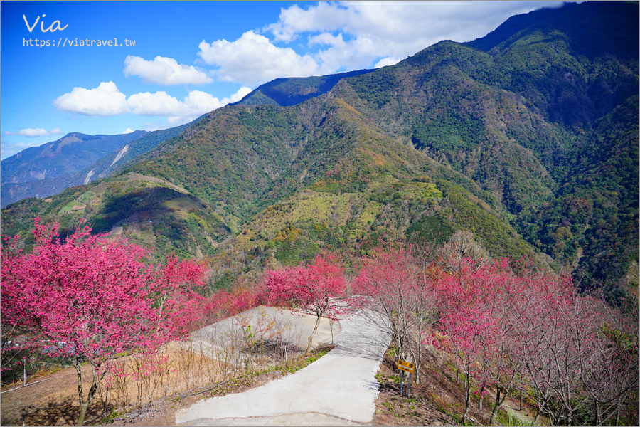 南投櫻花景點》望高茶園景觀餐廳～私房賞櫻秘境，粉色櫻花隧道＋櫻花地毯一次滿足！