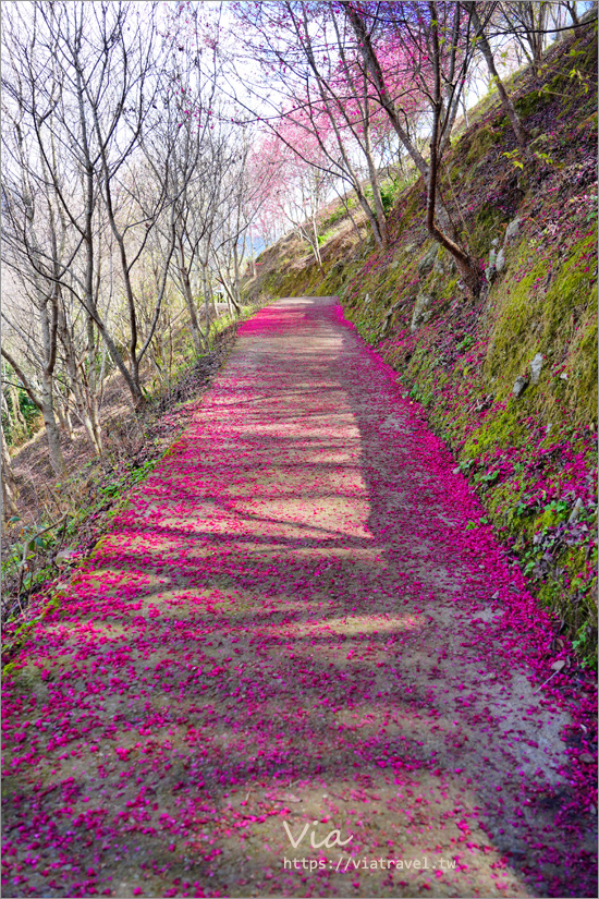 南投櫻花景點》望高茶園景觀餐廳～私房賞櫻秘境，粉色櫻花隧道＋櫻花地毯一次滿足！