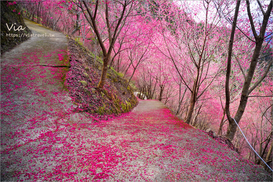 南投櫻花景點》望高茶園景觀餐廳～私房賞櫻秘境，粉色櫻花隧道＋櫻花地毯一次滿足！