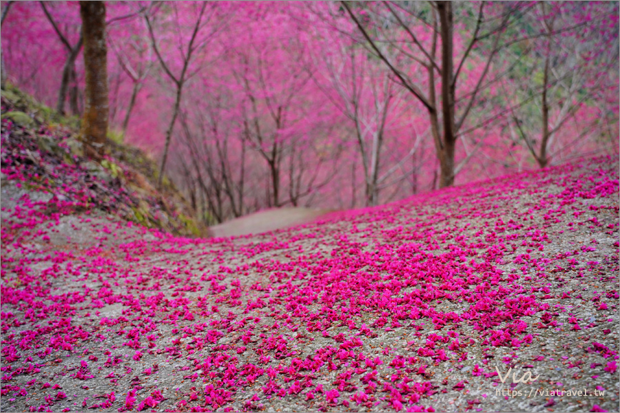 南投櫻花景點》望高茶園景觀餐廳～私房賞櫻秘境，粉色櫻花隧道＋櫻花地毯一次滿足！