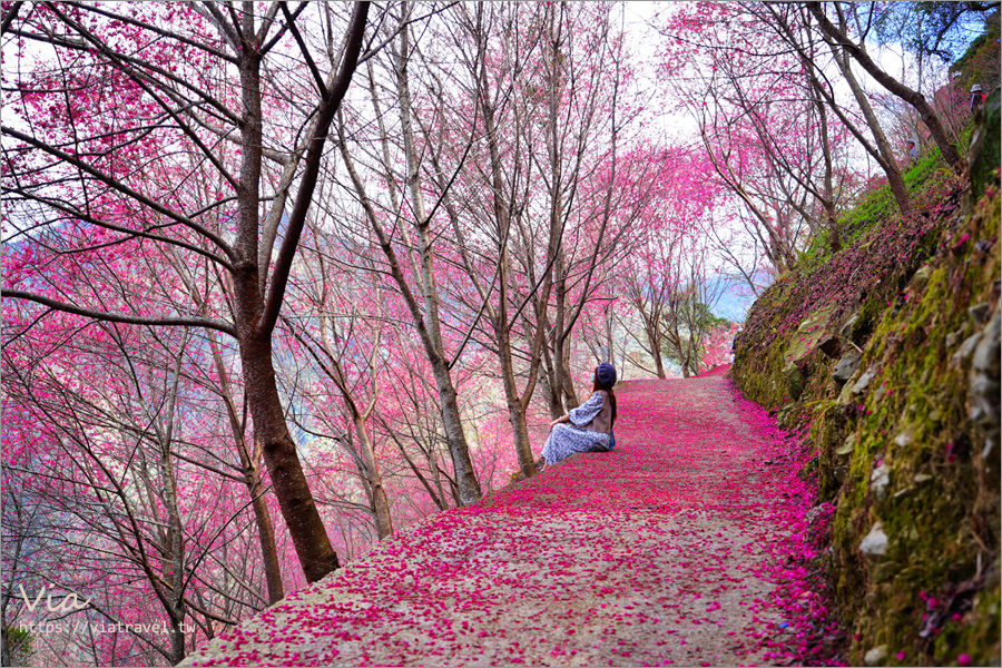 南投櫻花景點》望高茶園景觀餐廳～私房賞櫻秘境，粉色櫻花隧道＋櫻花地毯一次滿足！