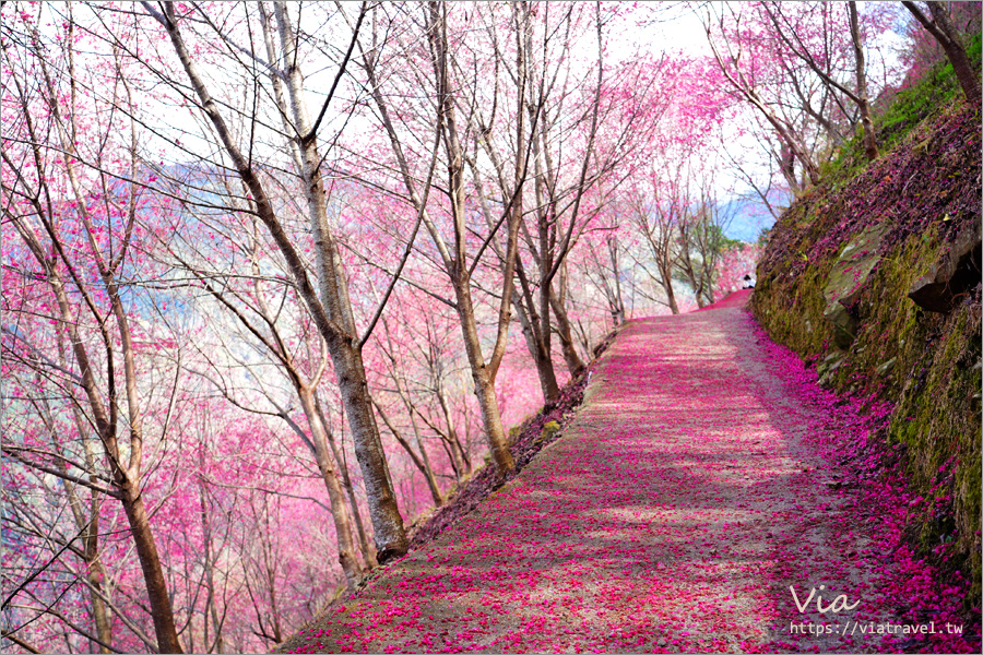 南投櫻花景點》望高茶園景觀餐廳～私房賞櫻秘境，粉色櫻花隧道＋櫻花地毯一次滿足！