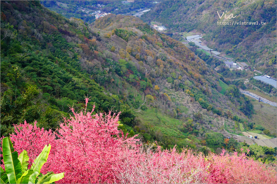 南投櫻花景點》望高茶園景觀餐廳～私房賞櫻秘境，粉色櫻花隧道＋櫻花地毯一次滿足！