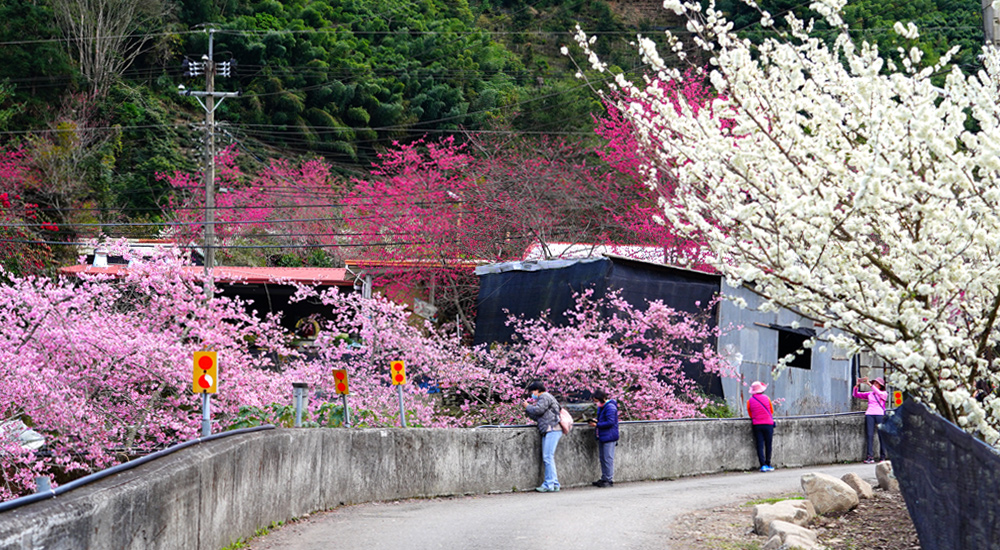 南投信義櫻花》草坪頭櫻花季～紅白大對決：櫻花、李花陸續盛開，今年實地最新實況跟我追～