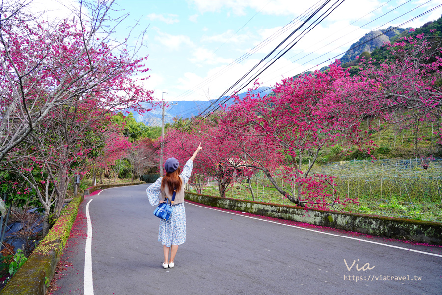 南投信義櫻花》草坪頭櫻花季～紅白大對決：櫻花、李花陸續盛開，今年實地最新實況跟我追～