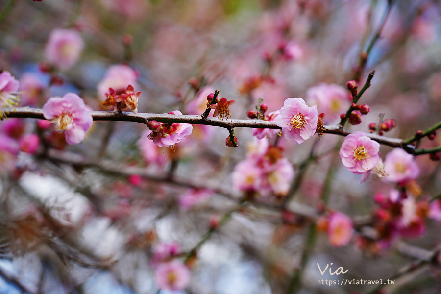 南投信義櫻花》草坪頭櫻花季～紅白大對決：櫻花、李花陸續盛開，今年實地最新實況跟我追～