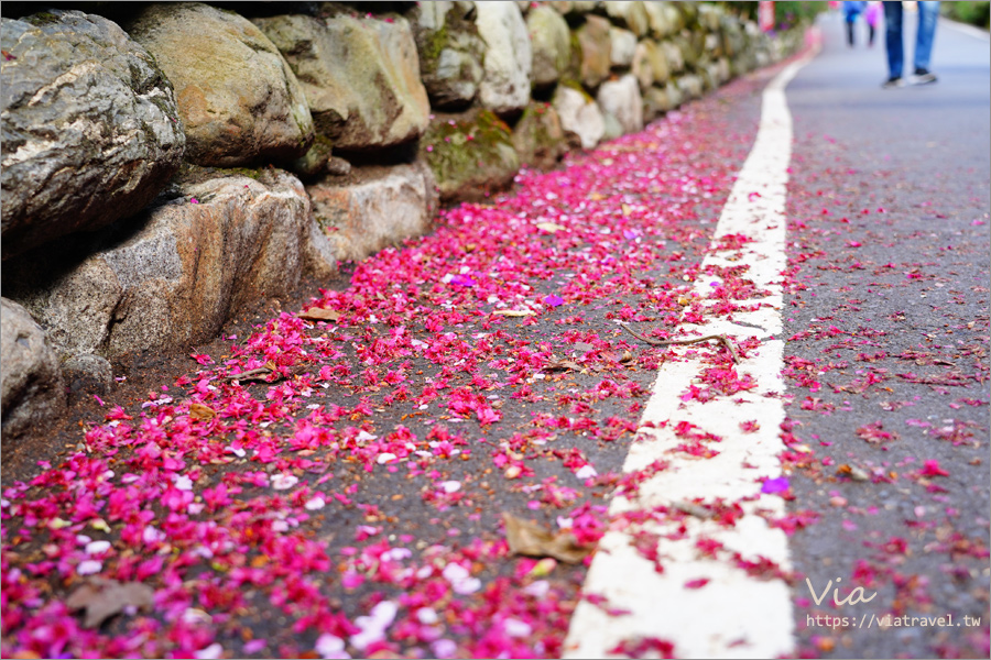 南投信義櫻花》草坪頭櫻花季～紅白大對決：櫻花、李花陸續盛開，今年實地最新實況跟我追～