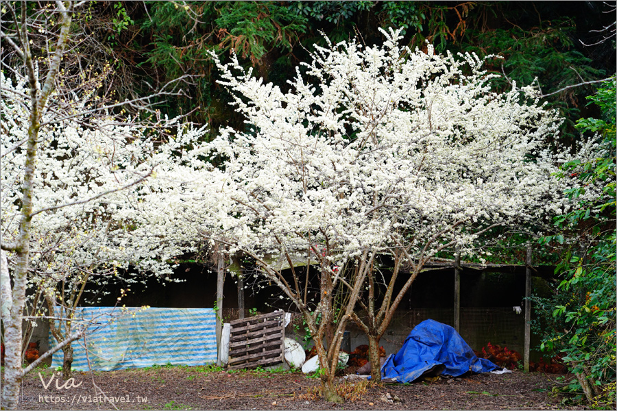 南投信義櫻花》草坪頭櫻花季～紅白大對決：櫻花、李花陸續盛開，今年實地最新實況跟我追～