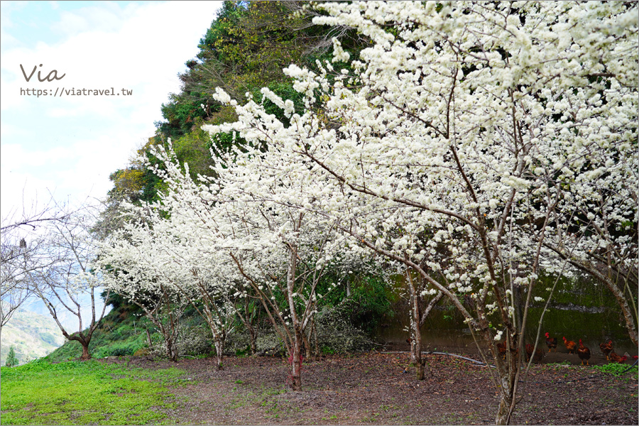 南投信義櫻花》草坪頭櫻花季～紅白大對決：櫻花、李花陸續盛開，今年實地最新實況跟我追～