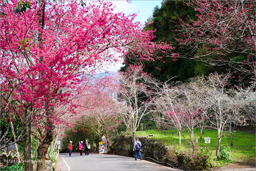 南投信義櫻花》草坪頭櫻花季～紅白大對決：櫻花、李花陸續盛開，今年實地最新實況跟我追～