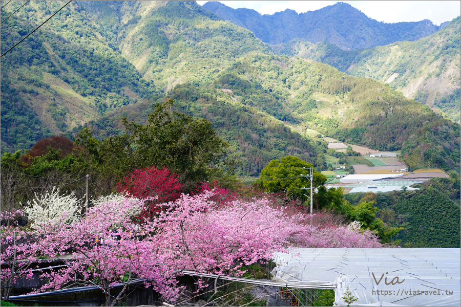 南投信義櫻花》草坪頭櫻花季～紅白大對決：櫻花、李花陸續盛開，今年實地最新實況跟我追～