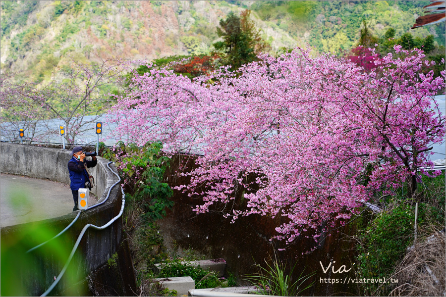 南投信義櫻花》草坪頭櫻花季～紅白大對決：櫻花、李花陸續盛開，今年實地最新實況跟我追～