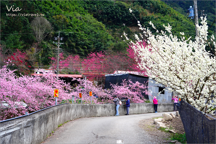 南投信義櫻花》草坪頭櫻花季～紅白大對決：櫻花、李花陸續盛開，今年實地最新實況跟我追～